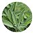 Muda de Sálvia Aromática Pronta Para Plantar - Imagem 1