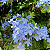 Bela Emília Azul (Plumbago) - Imagem 4