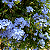 Bela Emília Azul (Plumbago) - Imagem 5
