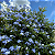 Bela Emília Azul (Plumbago) - Imagem 1