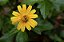 Kit 3 Mudas de ​Arnica Rica em Flavonóides Anti-inflamatória Analgésica Antioxidante Anticoagulante - Imagem 4