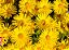 Kit 3 Mudas de ​Arnica Rica em Flavonóides Anti-inflamatória Analgésica Antioxidante Anticoagulante - Imagem 2