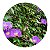 Kit 64 Mudas Tumbérgia Arbustiva Para Cerca Viva e Jardins - Imagem 1