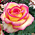 Kit 3 Mudas de Roseira Mesclada - Imagem 4