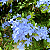 Kit 10 Mudas de Bela Emília Azul (Plumbago auriculata) - Imagem 4