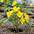 Muda de Alamanda Amarela - Imagem 3