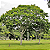 Kit 3 Mudas de Pau Ferro - Imagem 3