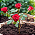 Kit 3 Mudas de Roseira Vermelha - Imagem 2