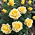 Kit 3 Mudas de Roseira Amarela - Imagem 3