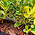 Clusia Variegata (Clusia fluminensis) - Imagem 3