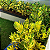 Clusia Variegata (Clusia fluminensis) - Imagem 2