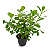 Clusia (Clusia fluminensis) KIT 20 unidades - Imagem 1