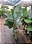 Maranta Charuto (Calathea Lutea) - Imagem 2