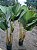 Maranta Charuto (Calathea Lutea) - Imagem 3