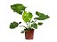 Filodendro Ondulato (Philodendron undulatum) - Imagem 1