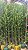 Podocarpo (Podocarpus) - mudas de 1 a 3 metros - Imagem 4