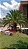Tamareira Canariense (Phoenix canariensis) - Imagem 2