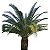 Tamareira Canariense (Phoenix canariensis) - Imagem 1