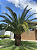 Tamareira Canariense (Phoenix canariensis) - Imagem 3
