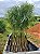 Palmeira Imperial - de 1 a 5 metros (vários tamanhos) - Imagem 2