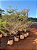 Sete Copas Africana (Terminalia mantaly) - Imagem 1