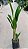 Helicônia Papagaio (Heliconia Psittacorum) - Imagem 2