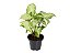 Singônio (Syngonium angustatum) - Imagem 1