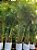Palmeira Areca Bambu - Imagem 2