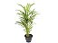 Palmeira Areca Bambu - Imagem 1