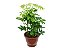 Schefflera - Imagem 1
