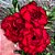 Rosa do Deserto - BRIDAL VERMELHA - Imagem 1
