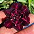 Rosa do Deserto - BLACK SHARK - Imagem 1