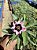 Rosa do Deserto - NEBULA RDMN - Imagem 2