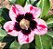 Rosa do Deserto - NEBULA RDMN - Imagem 1