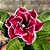 Rosa do Deserto - BAIANINHA - Imagem 1