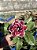 Rosa do Deserto - BAIANINHA - Imagem 2