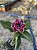 Rosa do Deserto - BAIANINHA - Imagem 3