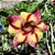 Rosa do Deserto - CLOTILDE - Imagem 1