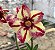 Rosa do Deserto - CLOTILDE - Imagem 3