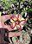 Rosa do Deserto - CLOTILDE - Imagem 4