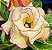 Rosa do Deserto - CONCETA - Imagem 1