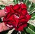 Rosa do Deserto - MISSISSIPI - Imagem 1