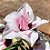 Rosa do Deserto - BELINDA - Imagem 1