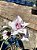 Rosa do Deserto - BELINDA - Imagem 2