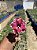Rosa do Deserto - TIA NEIDINHA - Imagem 1