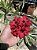 Rosa do Deserto - MISS RDMN - Imagem 2