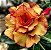 Rosa do Deserto - LOLIPOP POP - Imagem 1
