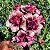 Rosa do Deserto - SINHÁ MOÇA - Imagem 1