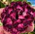 Rosa do Deserto - DUQUESA - Imagem 1