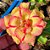 Rosa do Deserto - LESLIE - Imagem 3